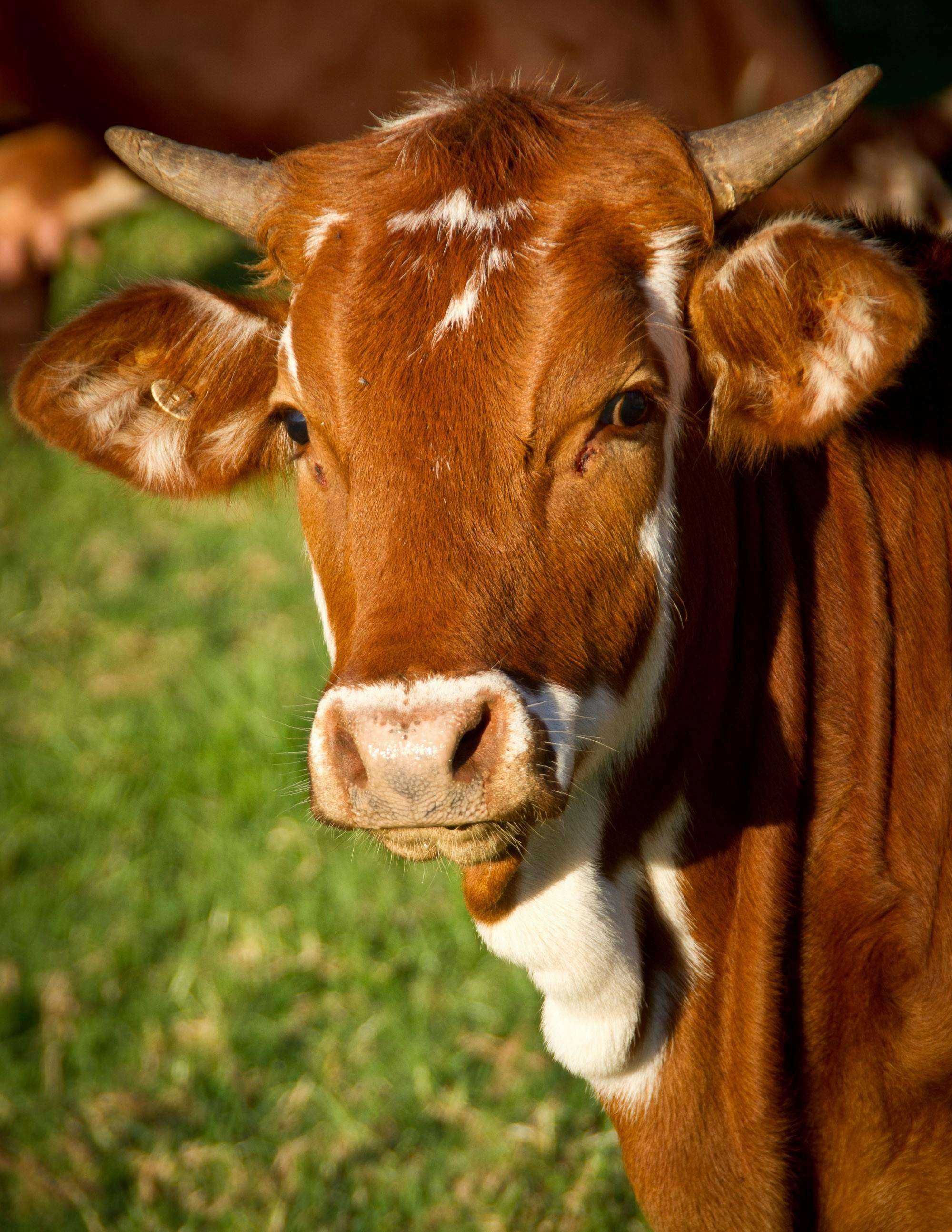 The Truth About the Beef Tallow Skincare Trend